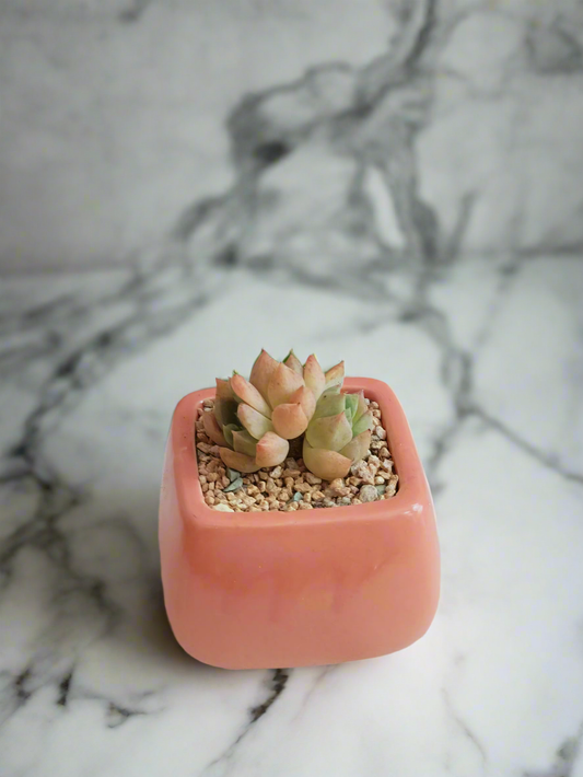 Succulent Serene Square Pink – Echeveria (3-headed)