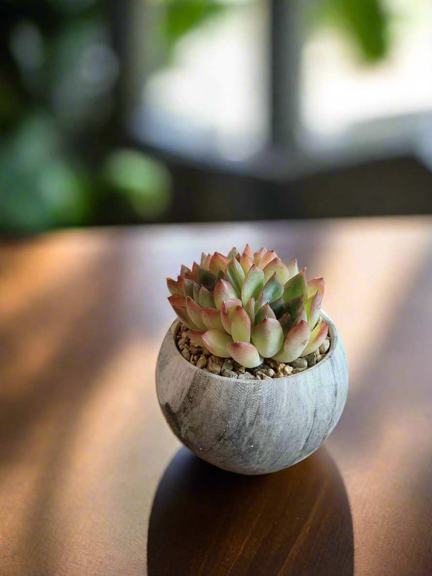Succulent Elegant Round Dark Grey – Echevaria hybrid - SlowBloomGreens