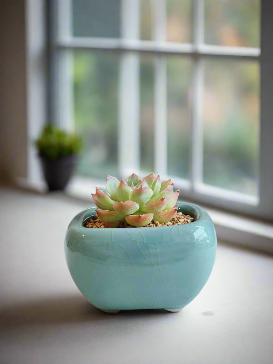 Succulent Zen Square Turquoise Pot – Echeveria Agavoides 'Casio'