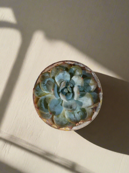 Succulent Moonlit Bloom Pot – Desert Gold with Echeveria Orange Monroe - SlowBloomGreens