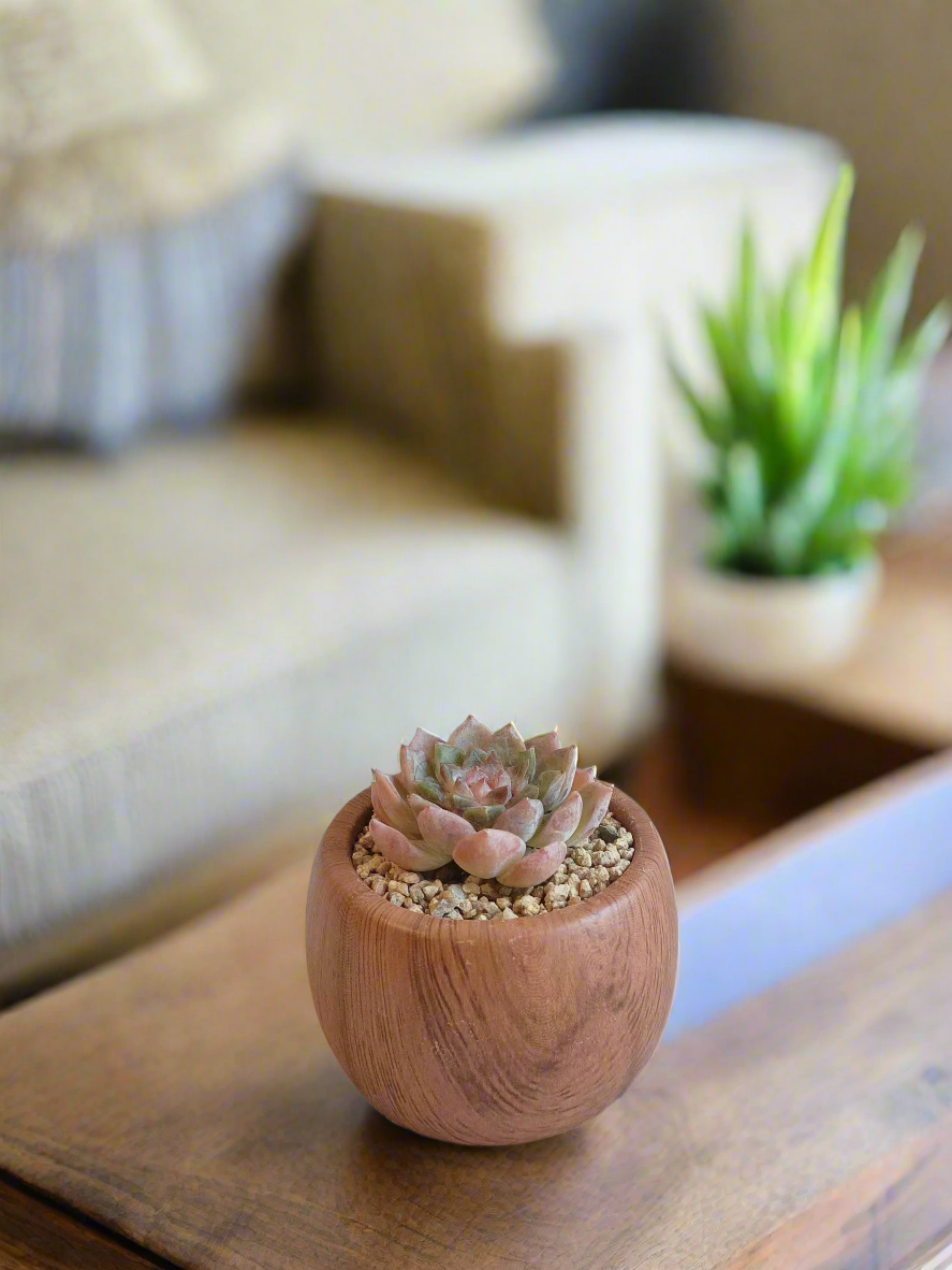 iew of the Succulent Mini Round 'Woodgrain' - Echeveria hybrid  featuring an Echeveria hybrid in a compact round planter with a woodgrain texture.