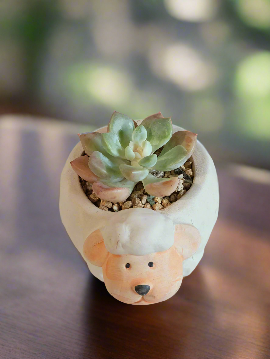 Lively sheep pot displaying the serene Echeveria Elegans succulent