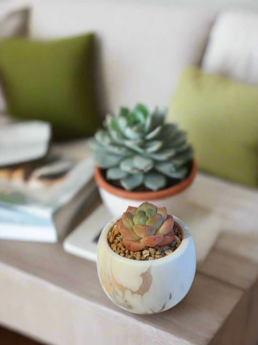 Gold finish of the Succulent Mini Round Gold Pot complements the vibrant Echeveria Suryeon.