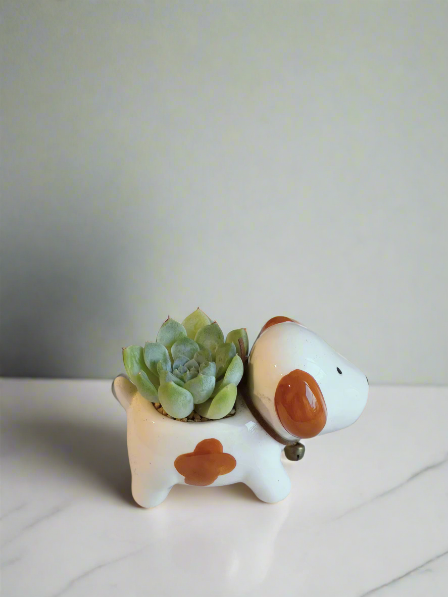 Playful arrangement of Echeveria Ice Green in dog-shaped pot