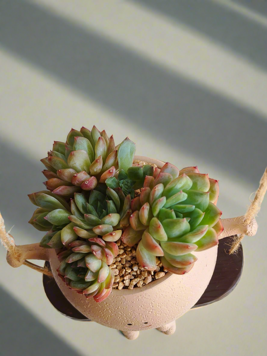 Succulent Hanging Joy Planter – Echeveria Desert Rose