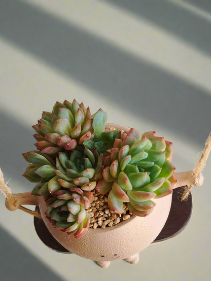 Succulent Hanging Joy Planter – Echeveria Desert Rose