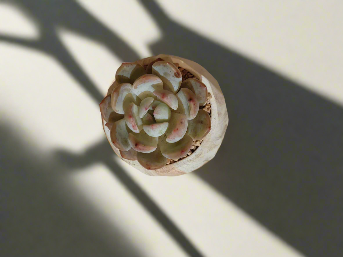 Succulent Classic Marble Brown Pot – Echeveria Laui