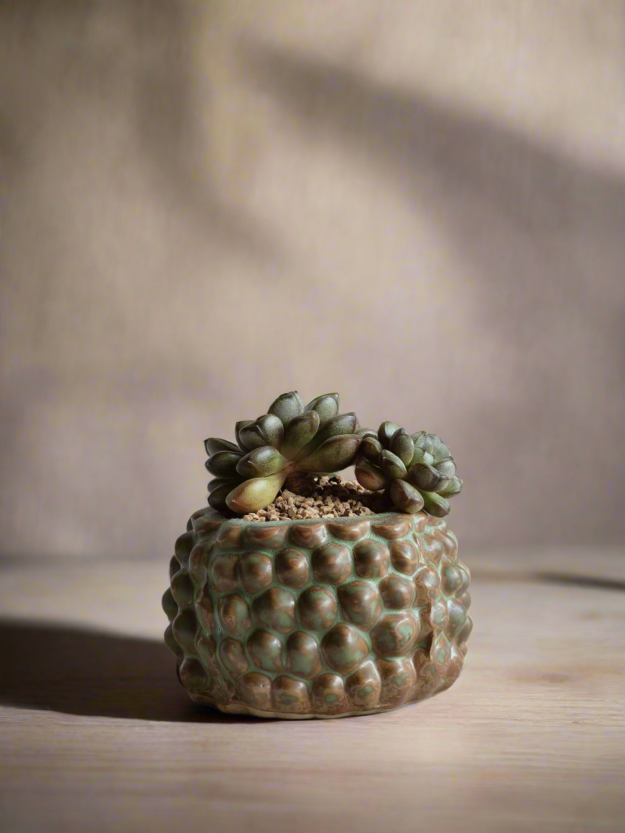 Succulent Hedgehog Pot - Graptoveria 'Amethorum'