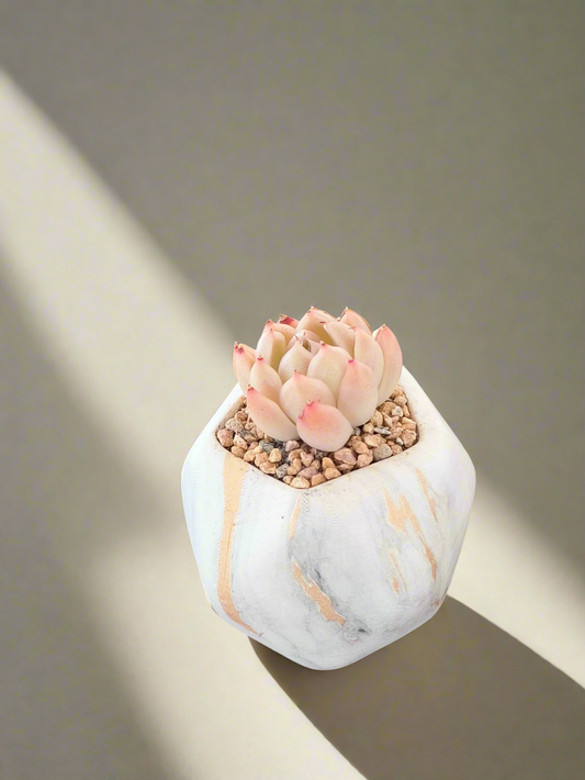 Succulent Mini Octagon Gold Pot - Echeveria 'White Queen'