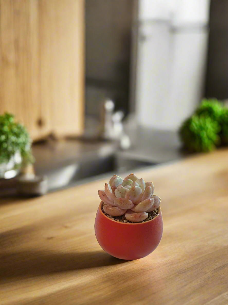 Succulent Auspicious Grace Pot - Echeveria Mont Blanc