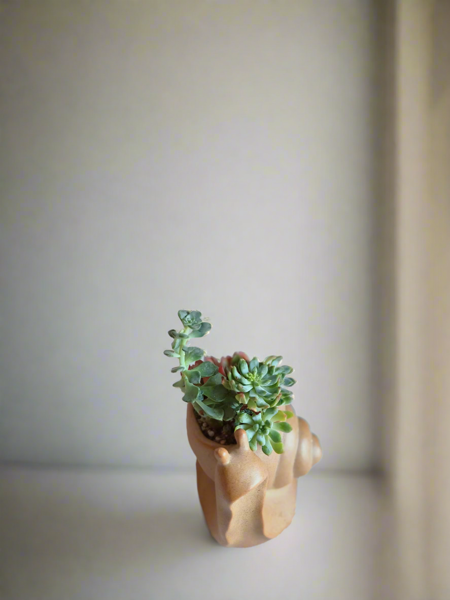 Succulent Snail Pot – Echeveria - SlowBloomGreens