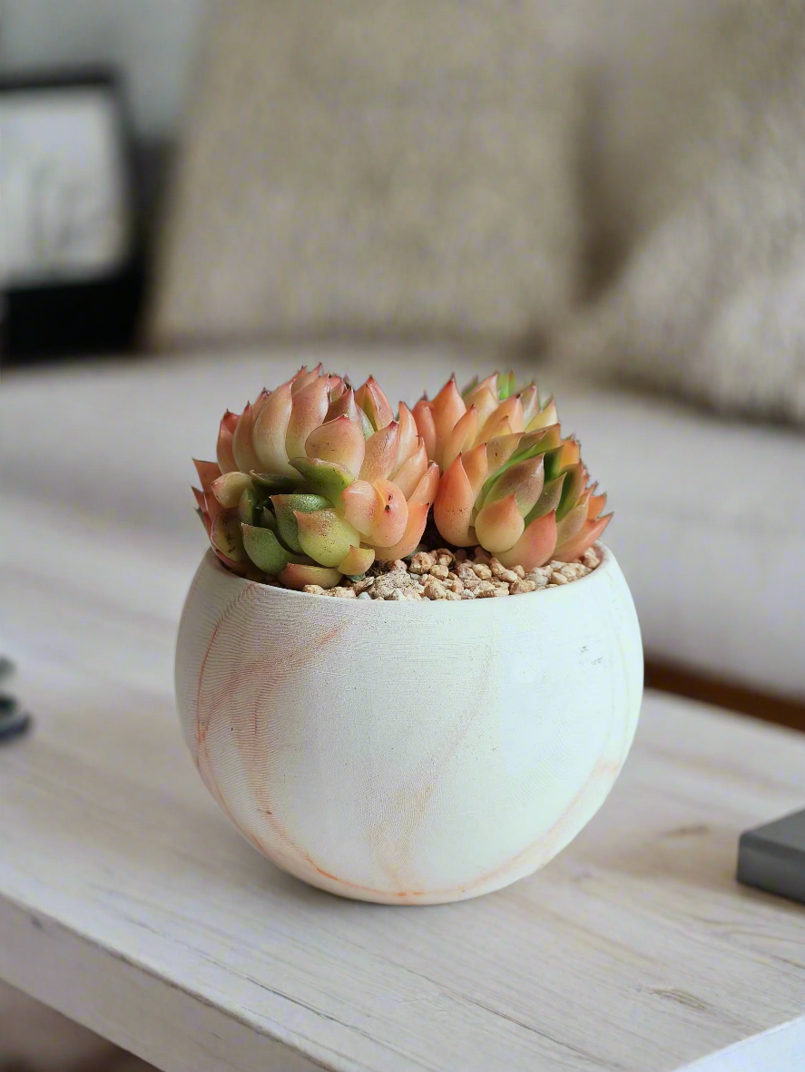 Close-up of Echeveria Agavoides in the Succulent Elegant Round Orange Pot.