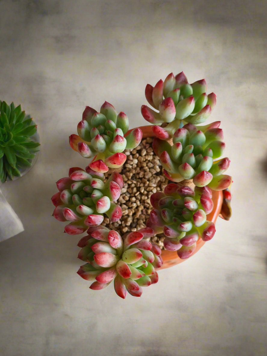 Succulent Enchanted Garden Dragonfly Planter – Sedeveria 'Blue Elf'