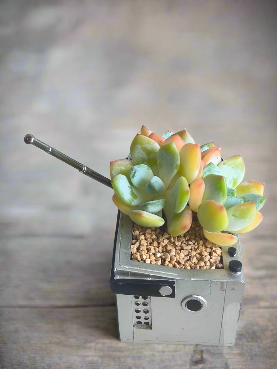 Succulent Retro Boombox – Echeveria Hybrid