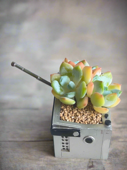 Succulent Retro Boombox – Echeveria Hybrid