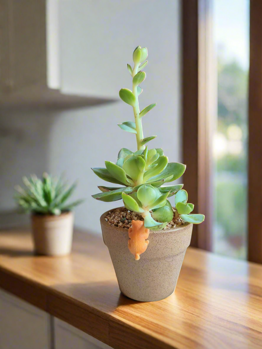 Succulent Speckled Terracotta Pot – Echeveria Peach Pride on a shelf.