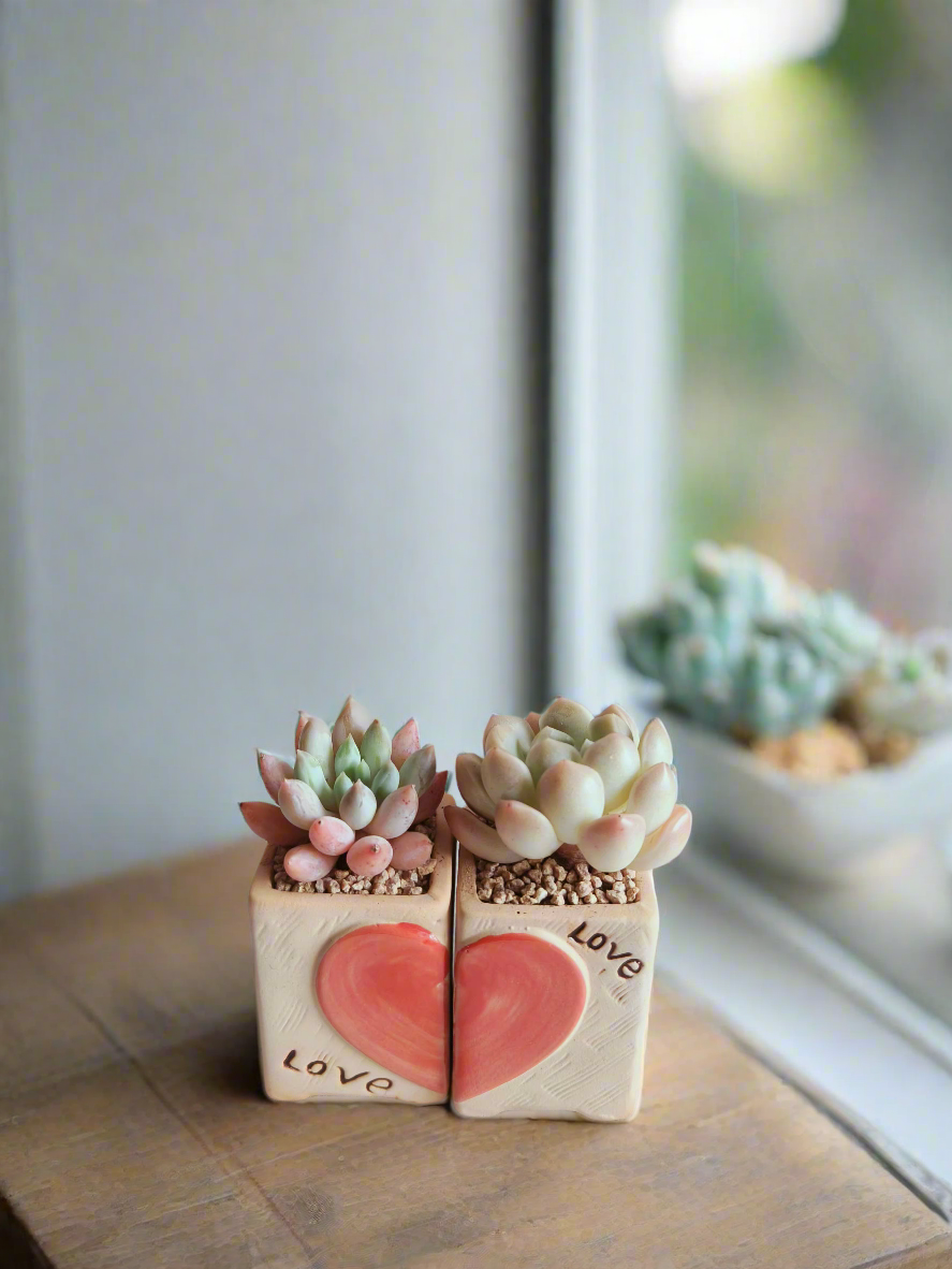 Succulent Heart Duo – The Perfect Gift of Love and Growth - SlowBloomGreens