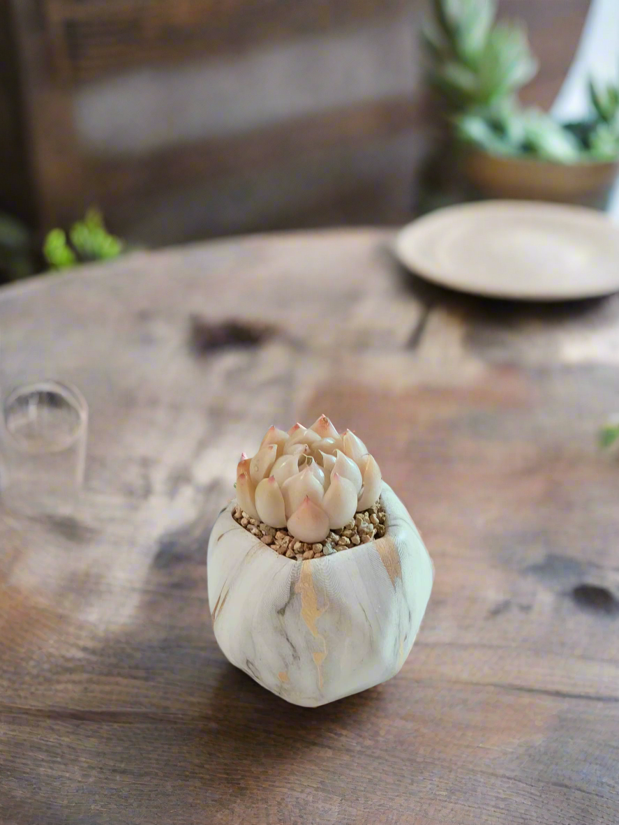 Succulent Mini Octagon Gold - Echeveria White Queen - SlowBloomGreens
