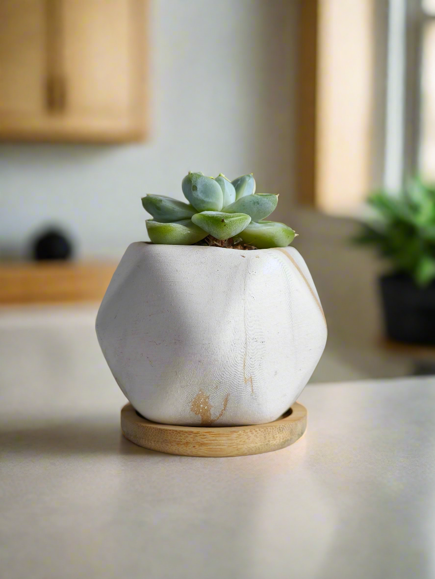 Succulent Mini Octagon Gold - Echeveria Ice Green