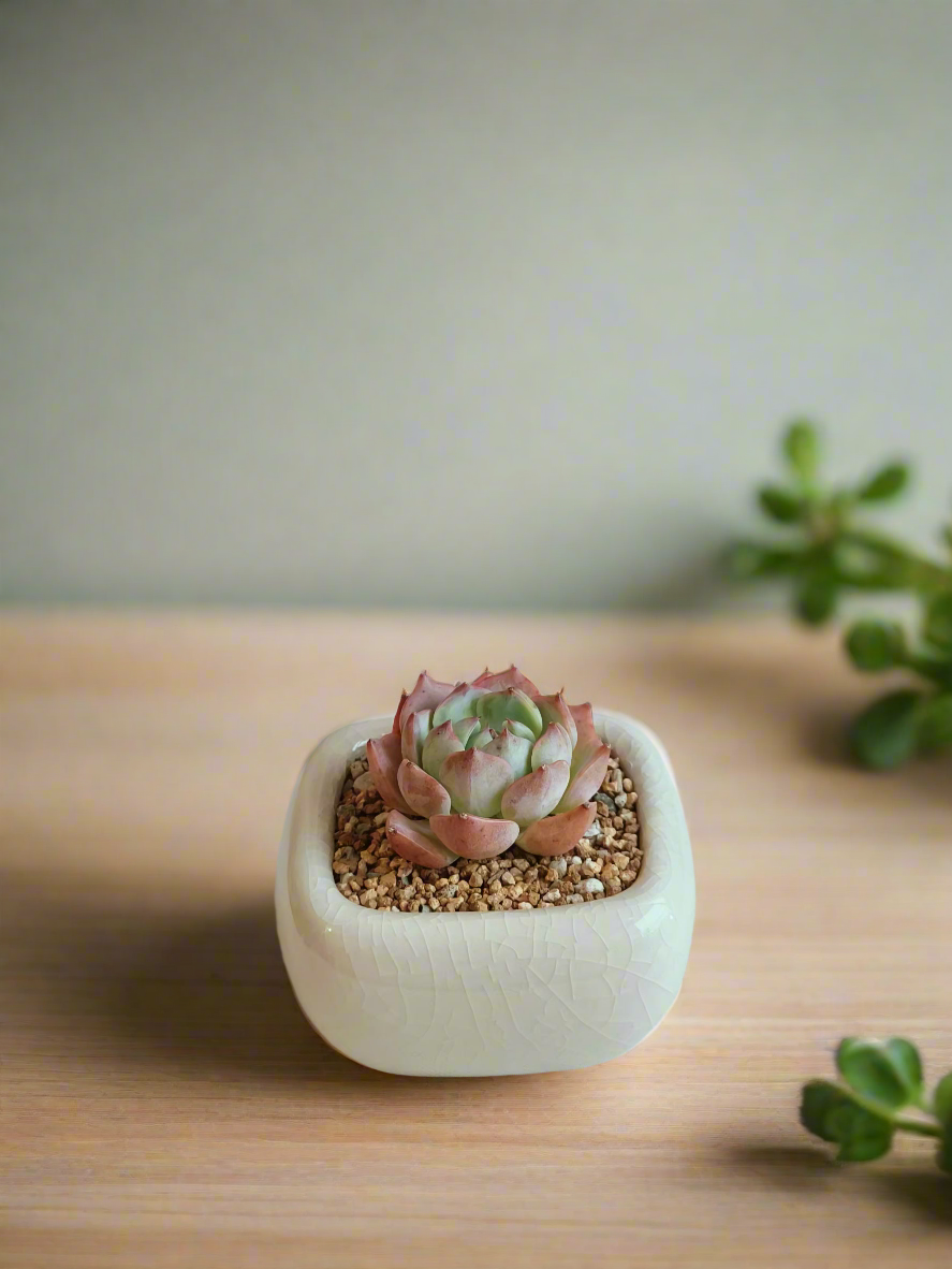 Succulent Zen Square Cream Pot – Echeveria Suryeon