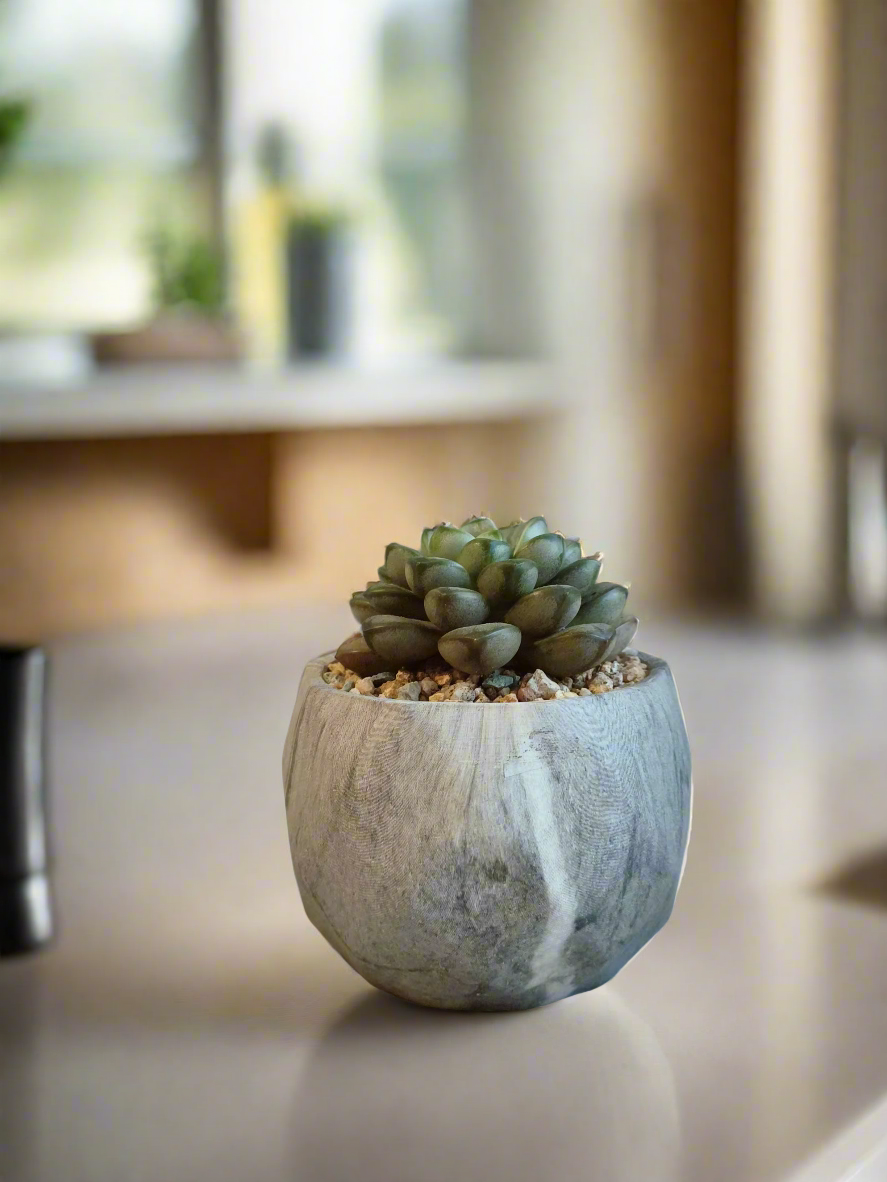 Succulent Classic Marble Grey Pot - Graptoveria 'Amethorum'