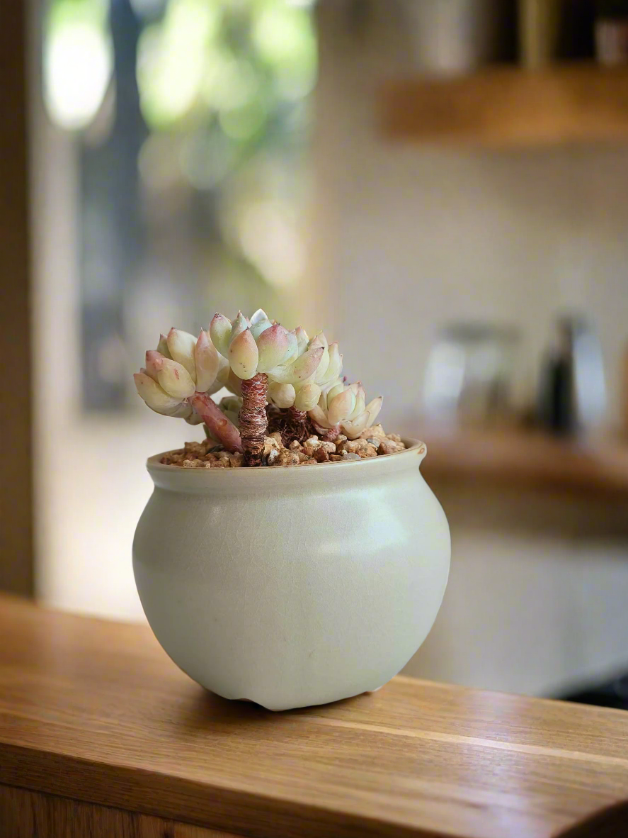 Rosy-tinted leaves of Sedum treleasei in ceramic pot