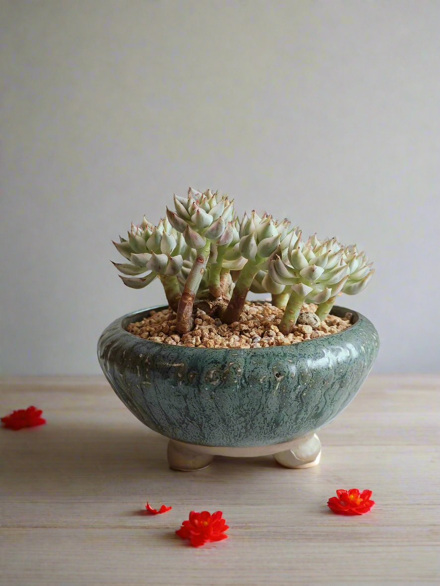 Succulent Rustica Ceramic Pot – Echeveria Halbingeri