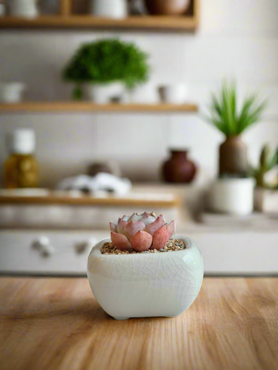 Succulent Zen Square Cream Pot – Echeveria Suryeon