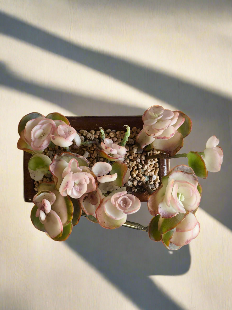 Succulent Retro Radio – Kalanchoe Marnieriana 🎵📻🌿