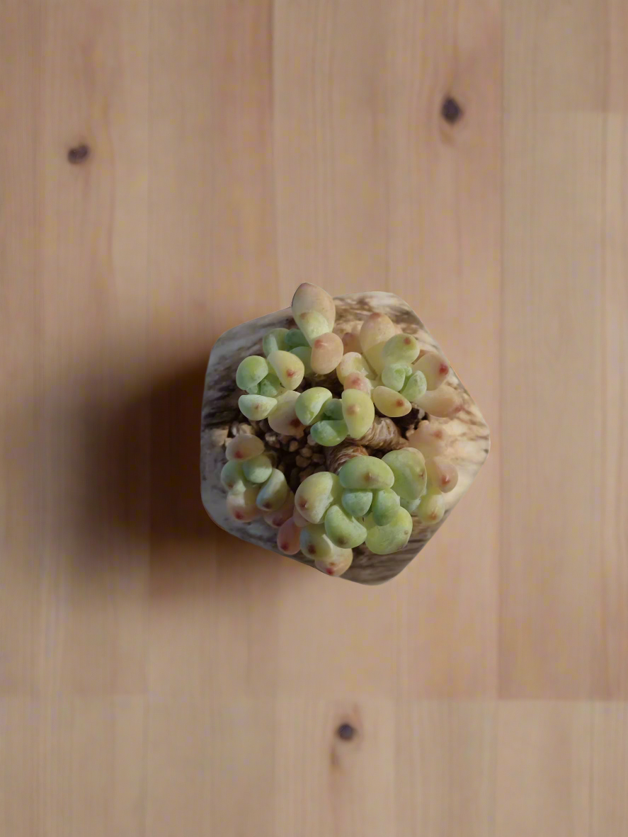 Charming arrangement of Sedum 'Stonecrop' in brown pot