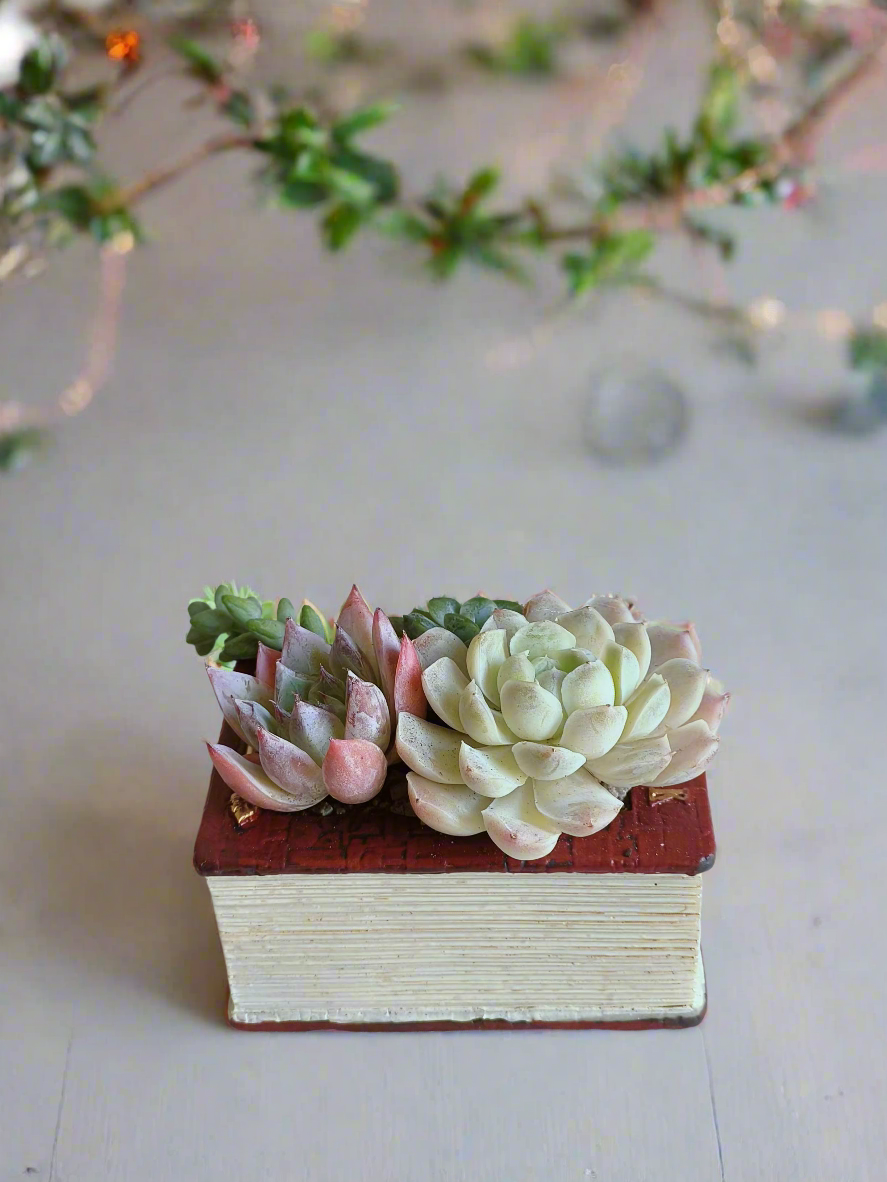 Succulent Book Nook – Assorted Succulents