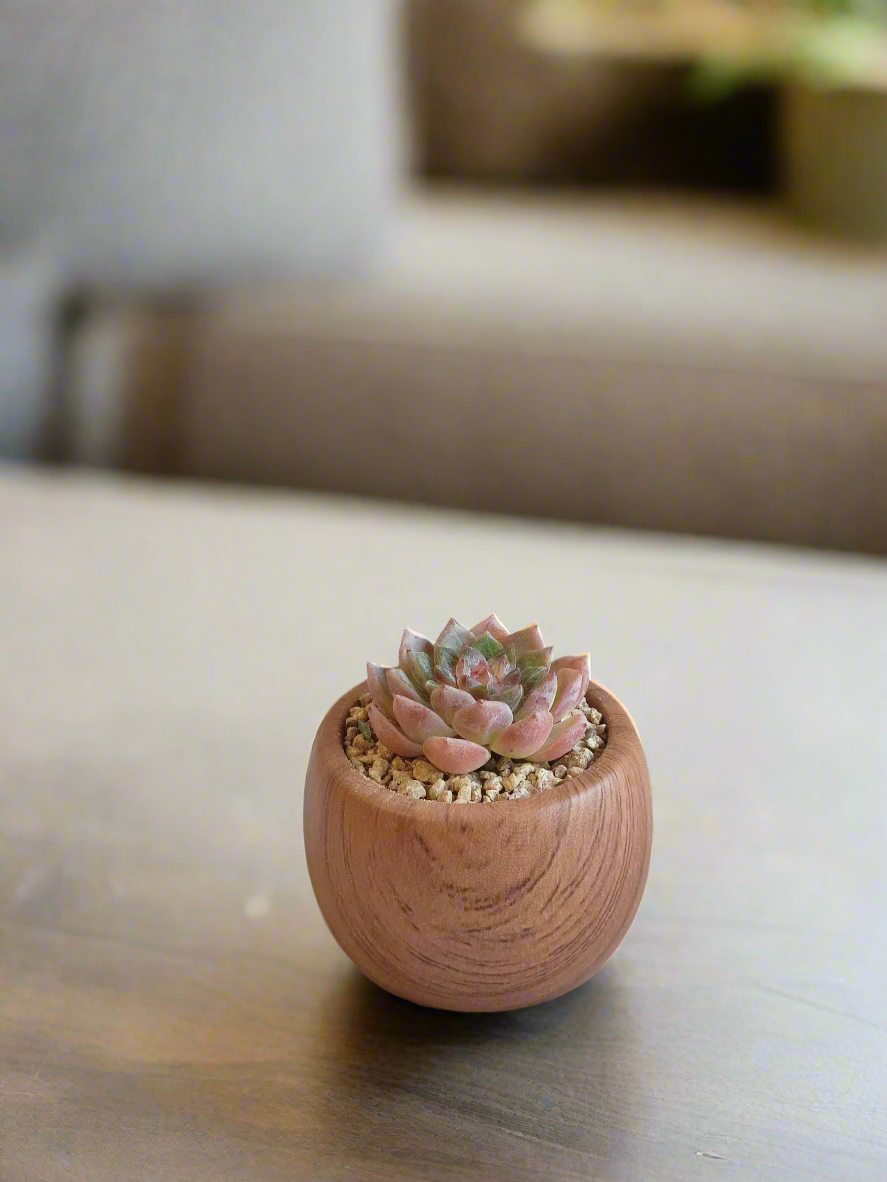 iew of the Succulent Mini Round 'Woodgrain' - Echeveria hybrid  highlighting the succulent's rosette formation in the rustic planter.