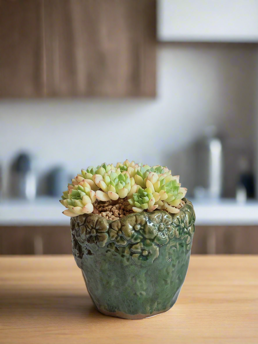 Detailed view of the Succulent Rustica Ceramic Pot – Echeveria Macadamia in floral designs.