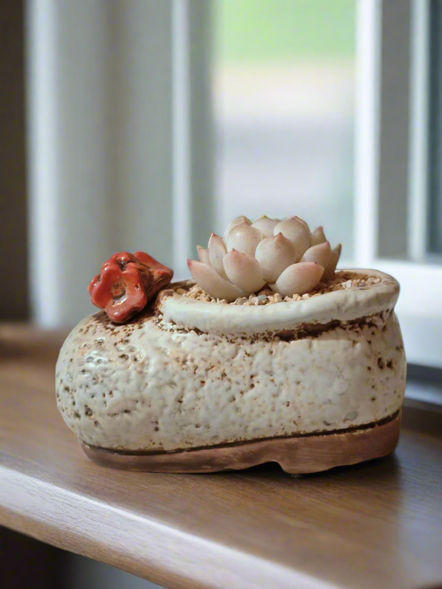 Succulent Mary Jane Charm White Pot – Echeveria Elegans - SlowBloomGreens