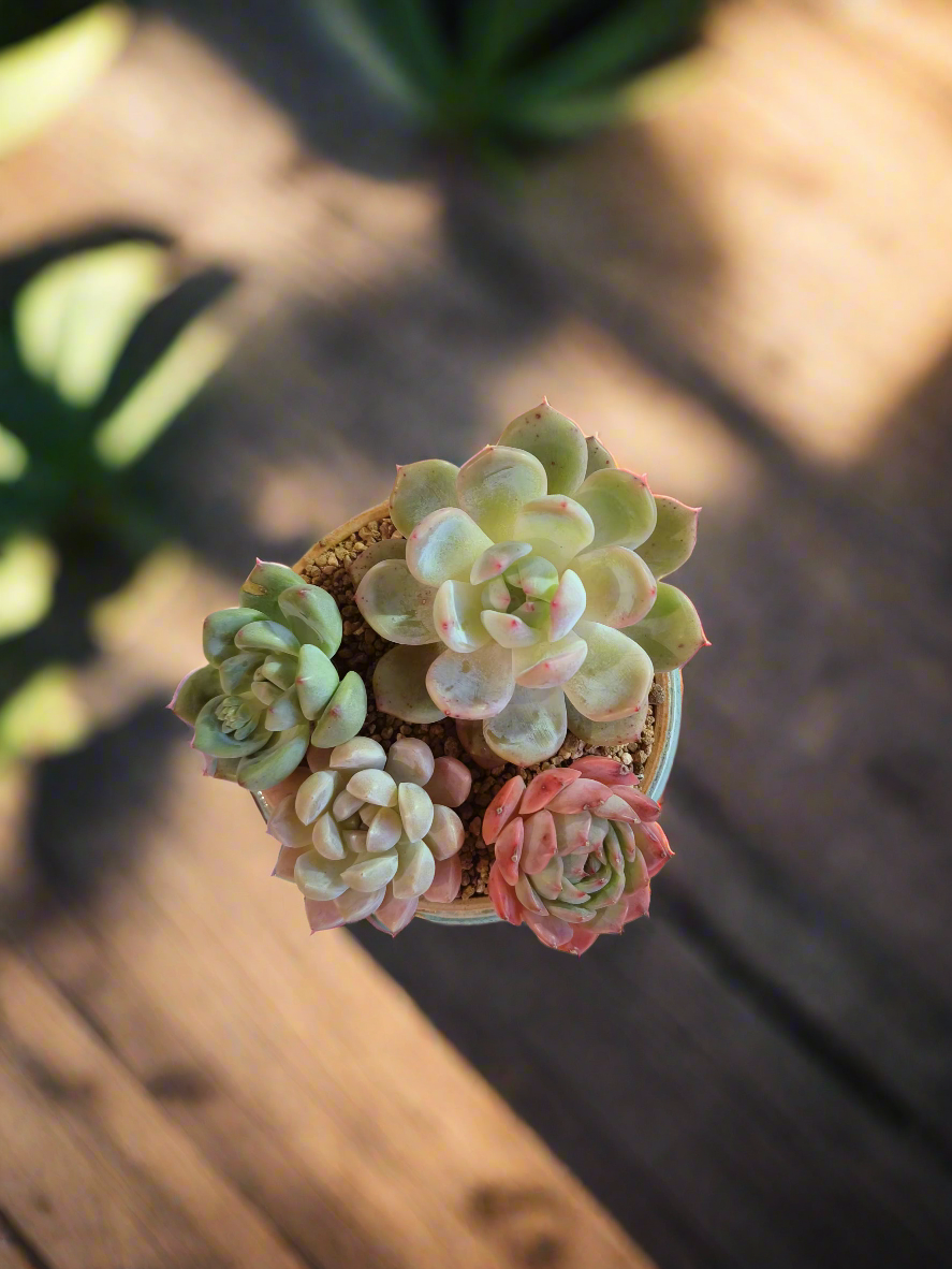 Succulent Moonlit Bloom Pot – Skyward Blue with Echeveria Laui & Friends