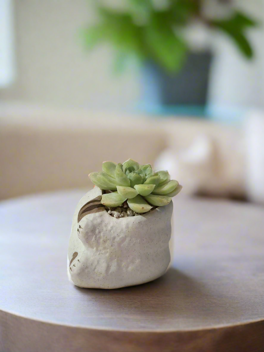 Unique cat planter filled with Echeveria 'Lime & Chilli'