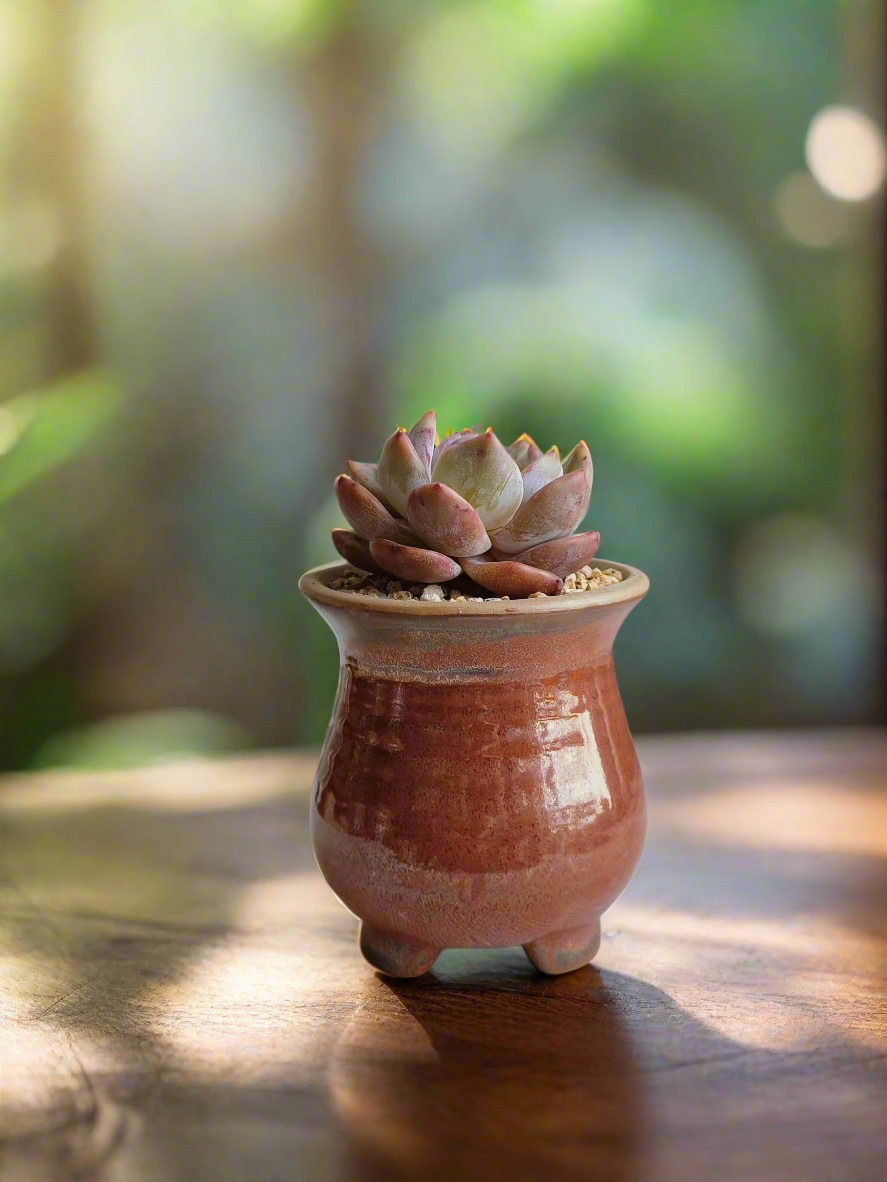 Succulent Rustica Mahogany - Echeveria Suryeon