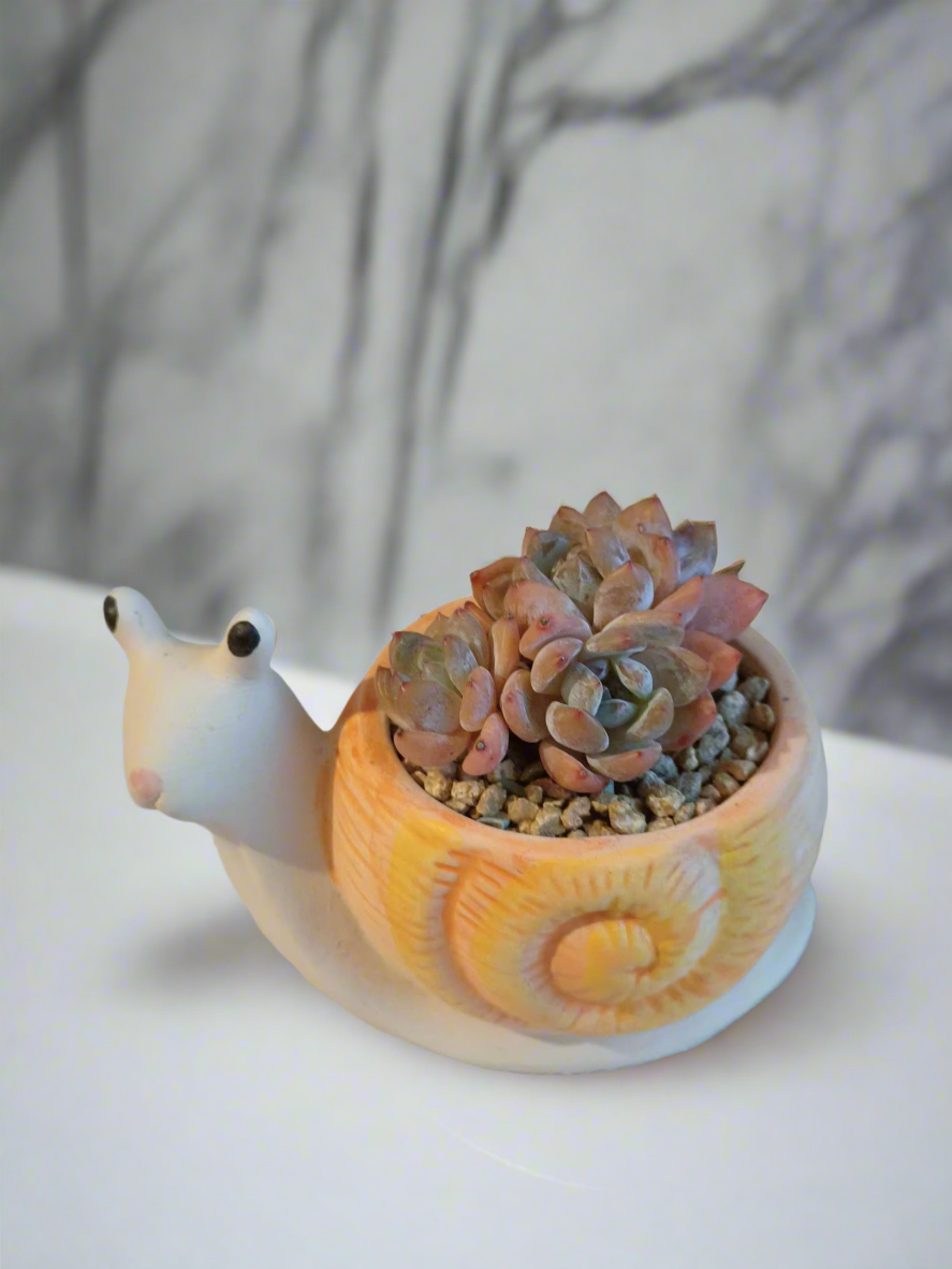 Lively view of Succulent Snail Planter - Echeveria Orange Monroe in natural light.