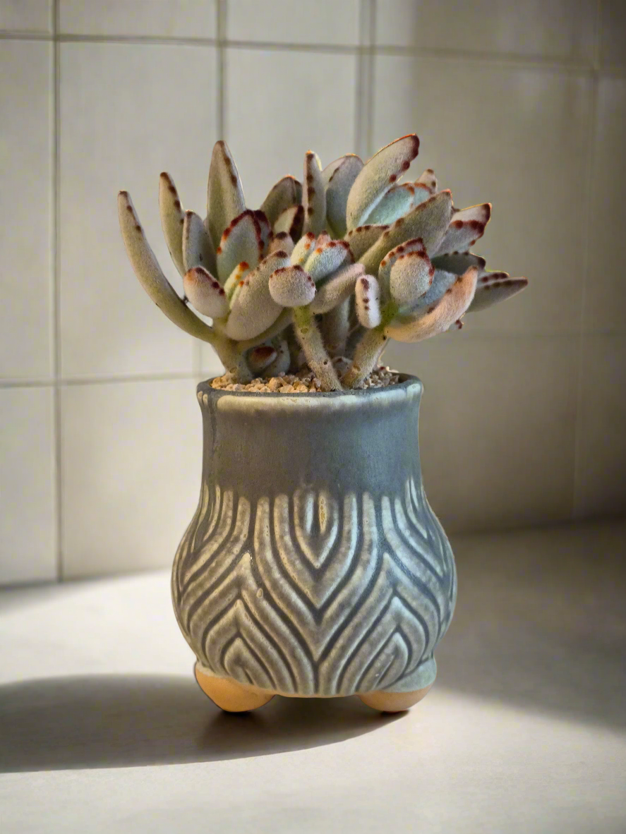 Succulent Rustic Pot Ash – Kalanchoe tomentosa ‘Chocolate Soldier’