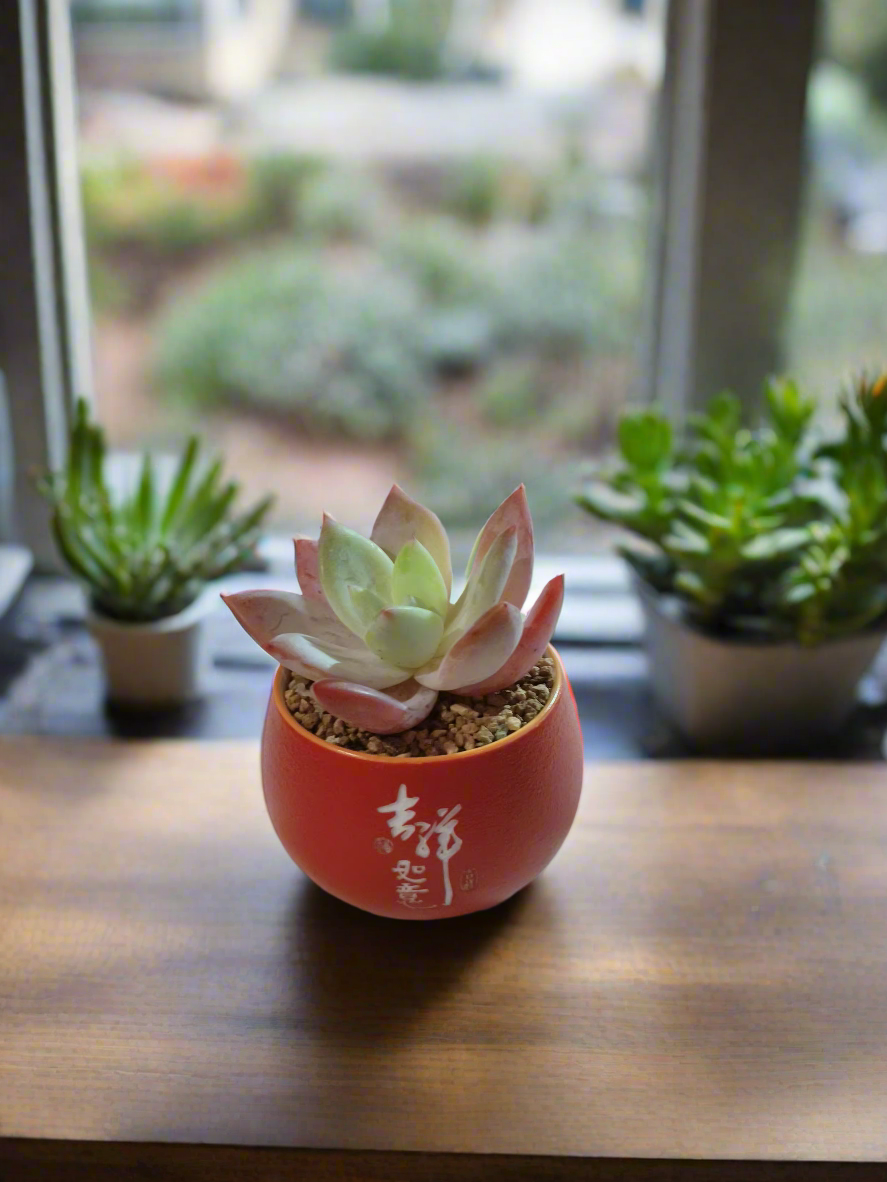 Succulent Auspicious Grace Pot - Graptoveria Opalina