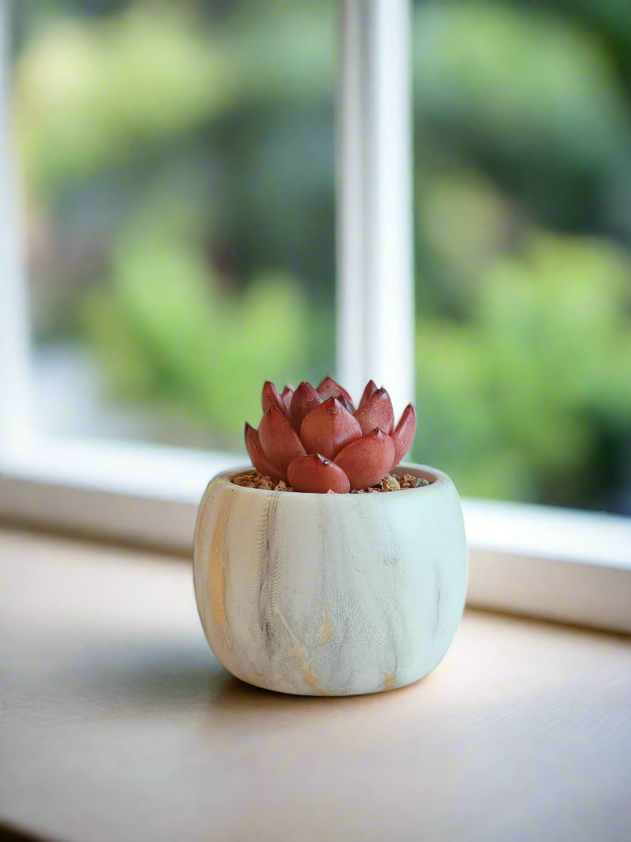 Elegant setting featuring the Succulent Mini Round Gold Pot – Echeveria Agavoides 'Romeo'.