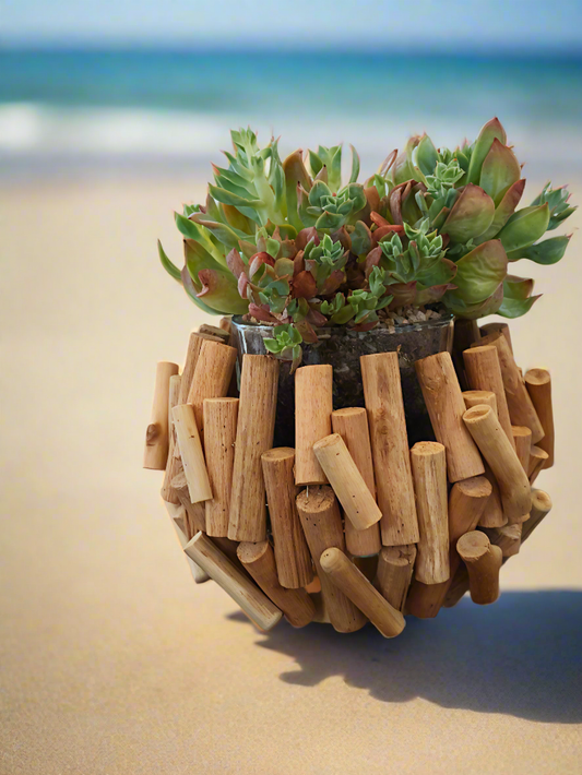 Succulent Quiet Grove Planter – Echeveria Hybrid