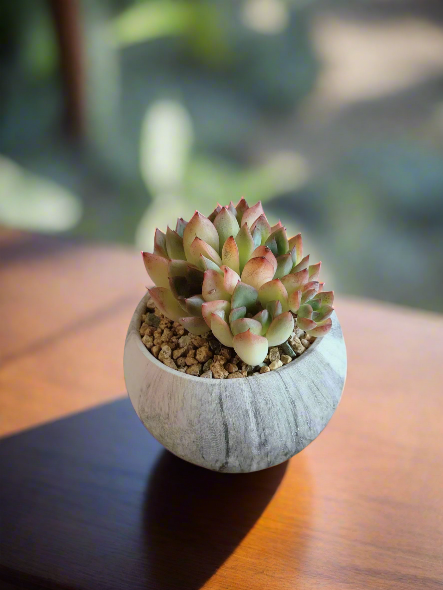 Succulent Elegant Round Dark Grey – Echevaria hybrid - SlowBloomGreens