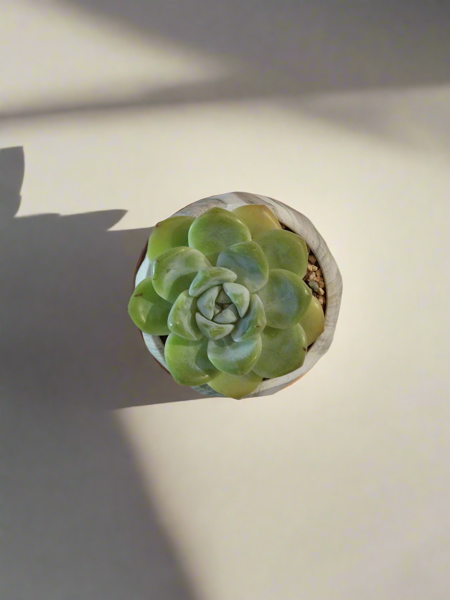 Succulent Classic Marble Green Pot – Echeveria Ice Green - SlowBloomGreens