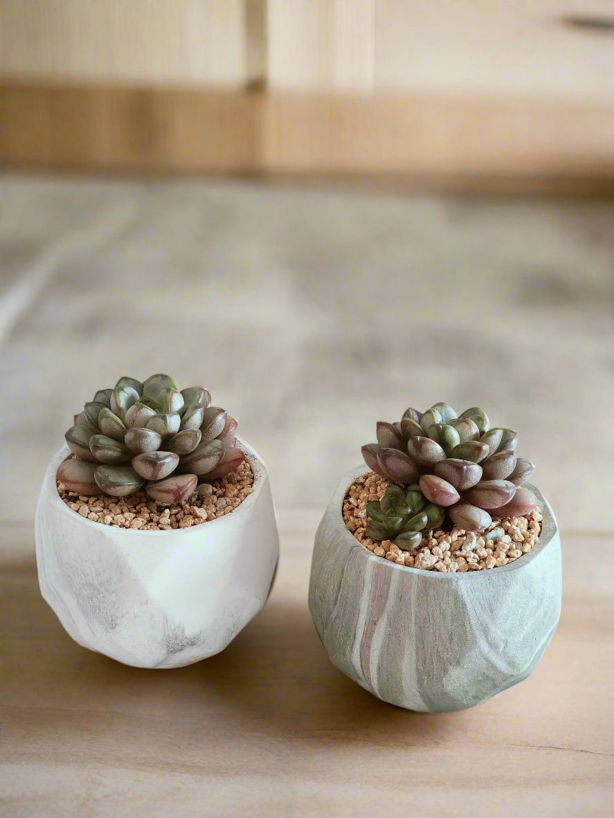 Side view of two Succulent Harmony Green Pots – Graptoveria 'Amethorum' in Marble Pots, showcasing their pastel colors together.