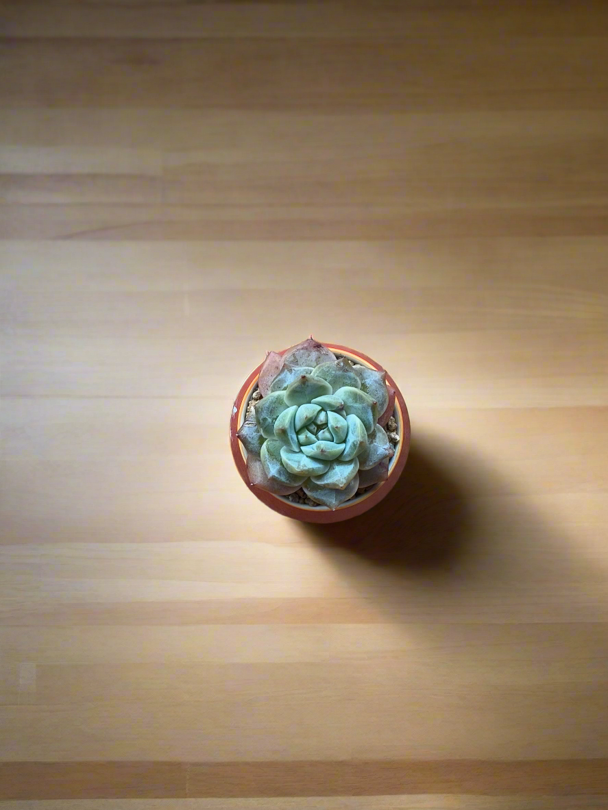 Succulent Auspicious Grace Pot - Echeveria 'Bluebird' - SlowBloomGreens
