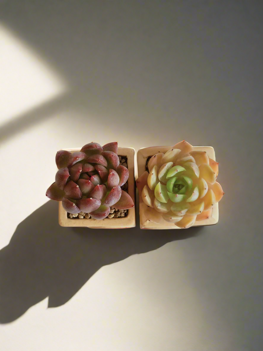 Succulent Heart Duo: The Perfect Gift of Love and Growth - Echeveria Agavoides & Elegans