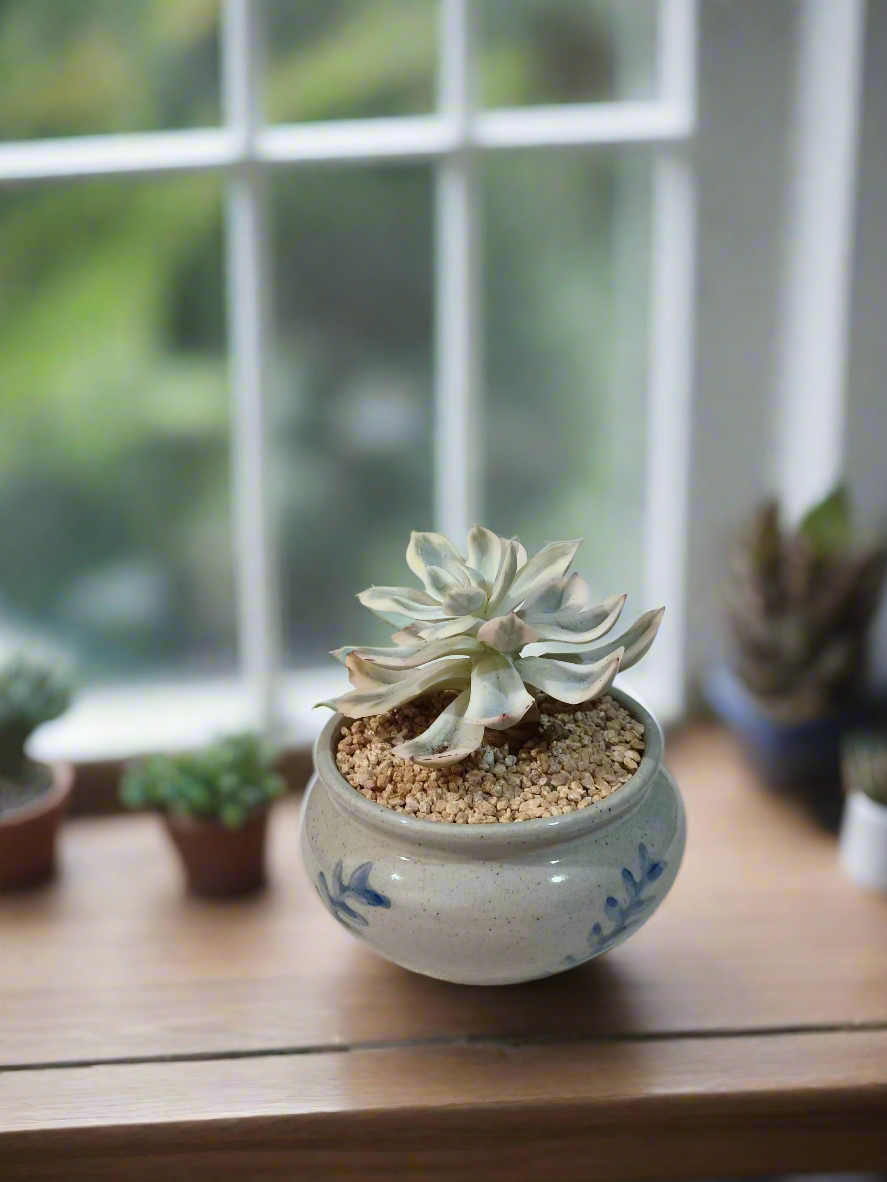 Succulent Azure Grace Pot – Echeveria Compton Carousel