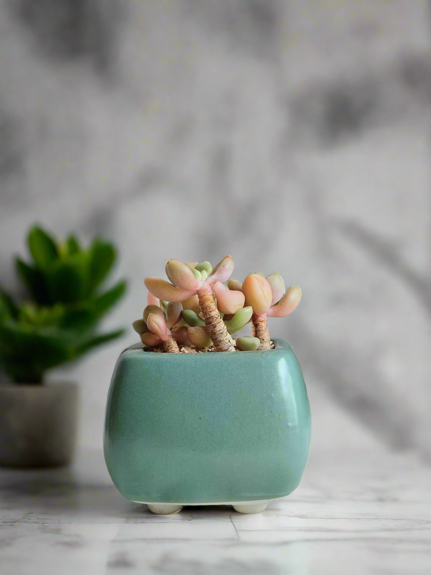 Succulent Serene Square Turquoise – Graptopetalum Mendoza