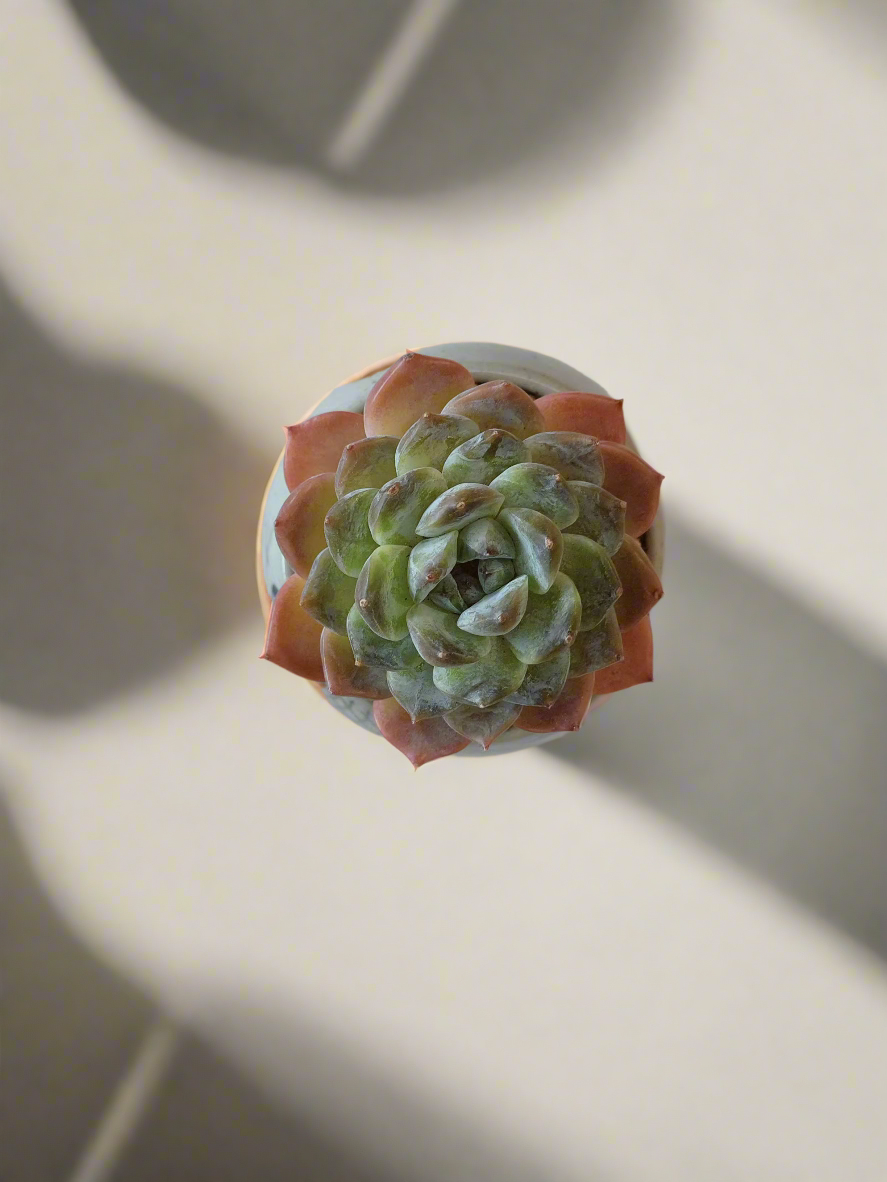 Succulent Koi Grace Pot - Echeveria ‘Violet Queen’